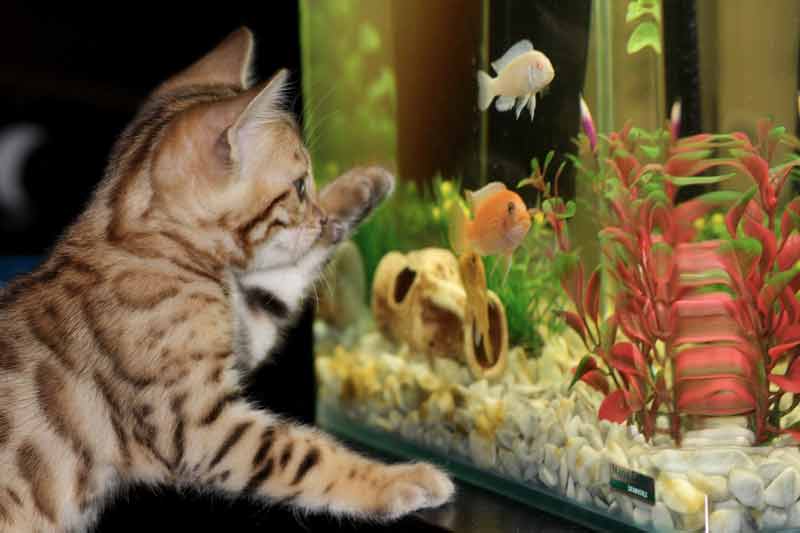 kitten-fish
